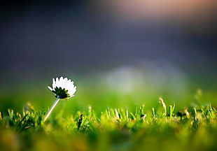 white flower of selective focus photography HD wallpaper