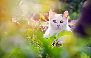 white cat sitting on green grass