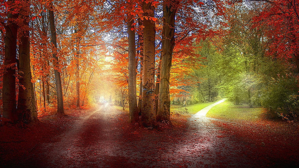 Autumn trees wallpaper, grass, path, red, green HD wallpaper