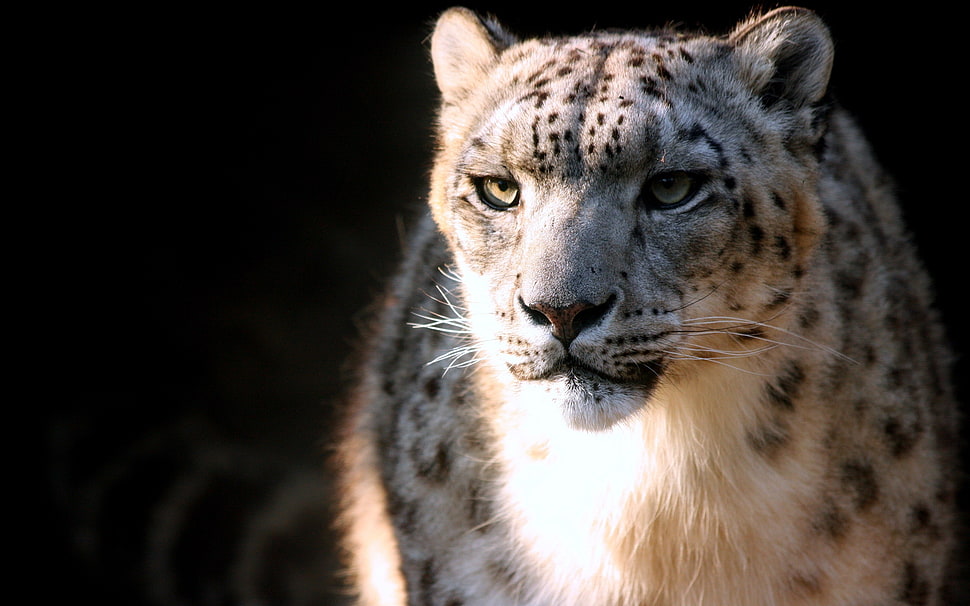 close-up photo of leopard HD wallpaper
