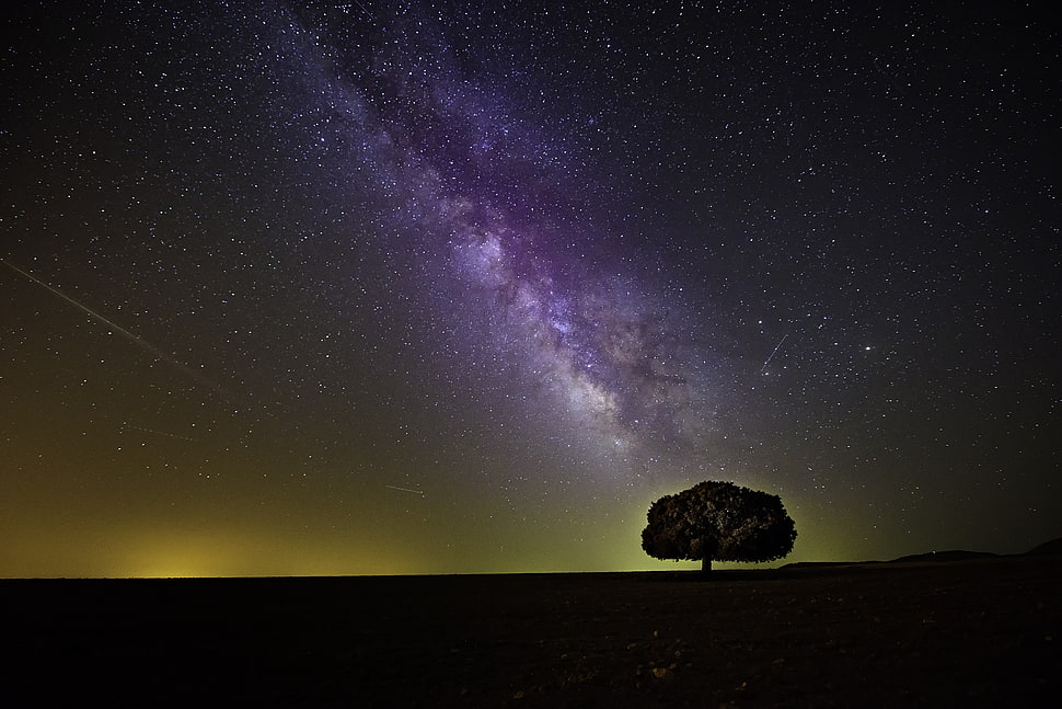 photo of silhouette of tree under purple galaxy themed sky HD wallpaper