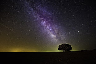 photo of silhouette of tree under purple galaxy themed sky