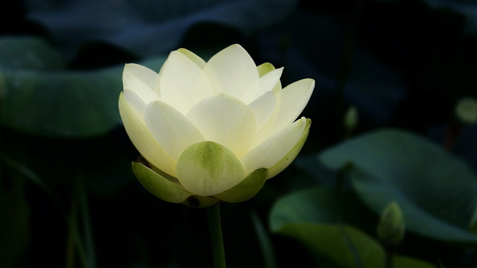 white lotus flower, nature, flowers, closeup, petals HD wallpaper