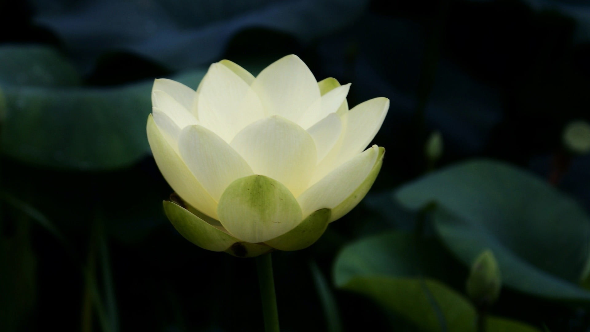 white lotus flower, nature, flowers, closeup, petals