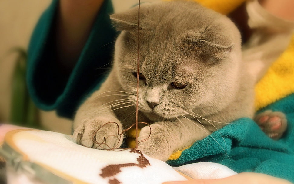 gray cat HD wallpaper
