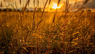brown grass at sunset HD wallpaper