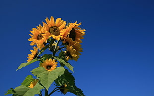 photo of sunflower at day time HD wallpaper