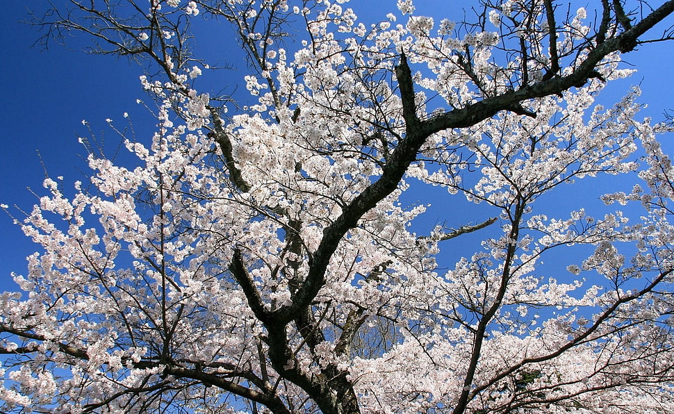 white leaf tree under clear blue sky HD wallpaper