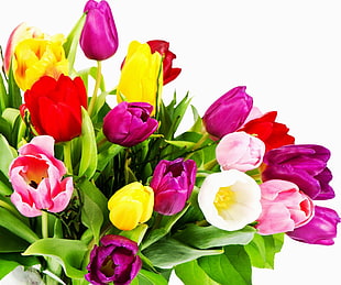pink, white, and yellow Tulip flowers HD wallpaper