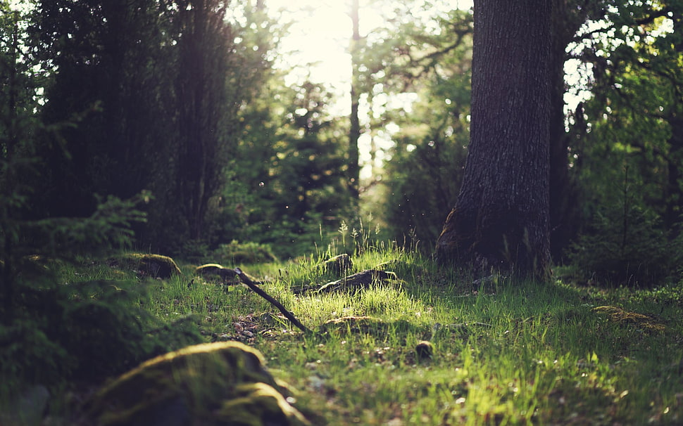green tree, nature HD wallpaper