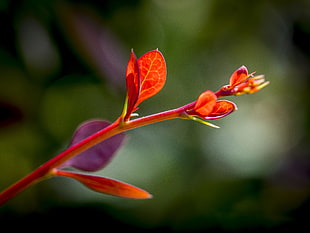 selective focus photography of red petaled flower