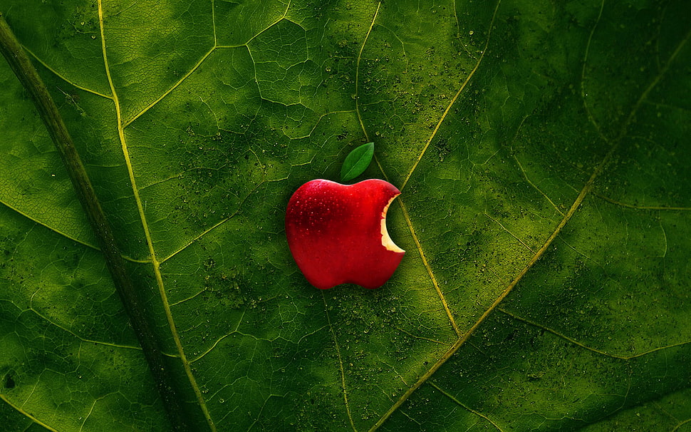 red Apple logo HD wallpaper