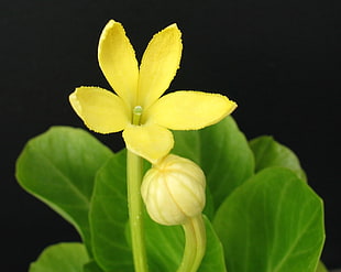 yellow 5-petaled flower, brighamia insignis HD wallpaper