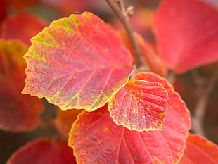 close up selective focus photography of red leaf plant HD wallpaper