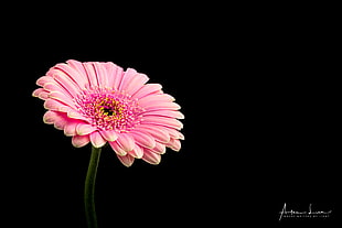 pink gerbera flower in closeup photography