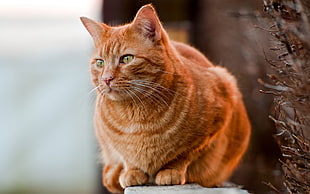 orange tabby cat HD wallpaper
