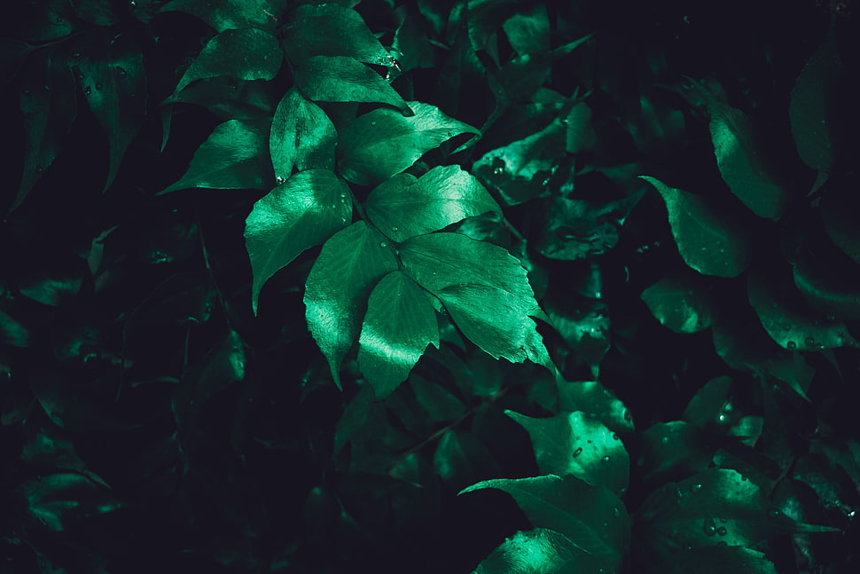 green leaf plant, Leaves, Plant, Gloss HD wallpaper