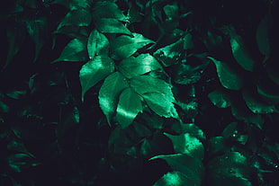 green leaf plant, Leaves, Plant, Gloss