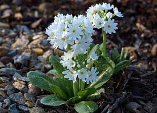 white flower plant