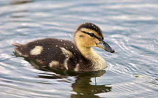 brown and black duckling on body of water