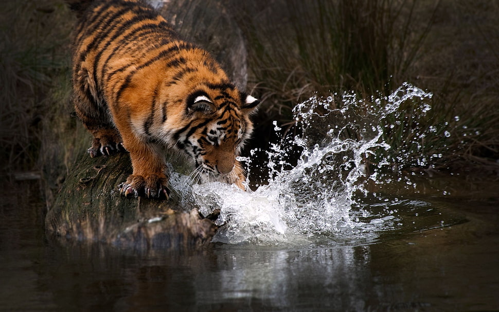 Tiger splashing water HD wallpaper