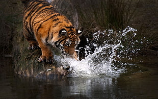 Tiger splashing water HD wallpaper