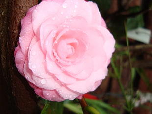 pink flower, flowers HD wallpaper