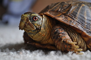 Turtle,  Head,  Shell HD wallpaper