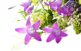 purple petaled flower bouquet
