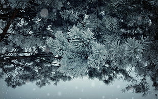 white and black floral textile, winter, plants, trees, pine trees HD wallpaper