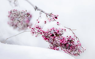 white and pink floral textile, plants, snow, fruit