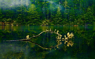green leafed trees, nature, landscape, Oregon, lake HD wallpaper