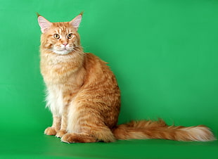 orange tabby cat photo HD wallpaper