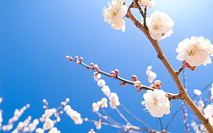 tilt-shift white petaled flowers HD wallpaper