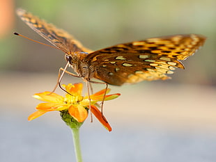 closeup photography of brown and beige butterfly on orange petaled flower