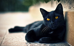 black cat, cat, black cats, animals, hazel eyes HD wallpaper