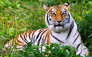 adult Bengal tiger HD wallpaper