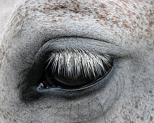 horse eye close-up photography HD wallpaper
