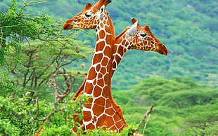 two brown giraffes, giraffes, animals