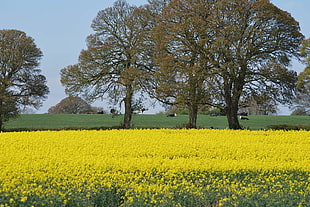 yellow flower field during daytime HD wallpaper