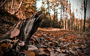 brown stump tree surrounded with dried leaves