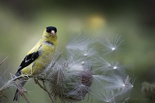 yellow and black bird on dandelion flower