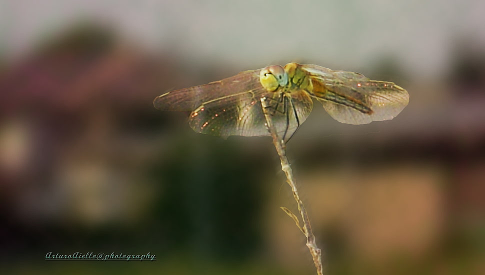 yellow Dragonfly perched on plant in closeup photo, libellula HD wallpaper