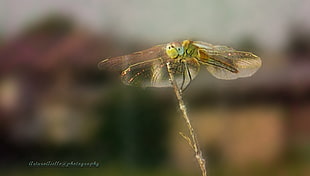 yellow Dragonfly perched on plant in closeup photo, libellula