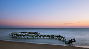 gray serpent skeleton, photography, sea, sky, beach