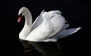 white Goose on water