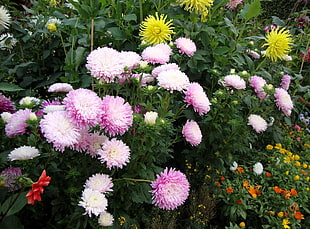 pink-and-white Chrysanthemums flowers HD wallpaper