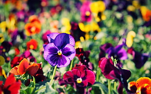 purple and red petaled flower field