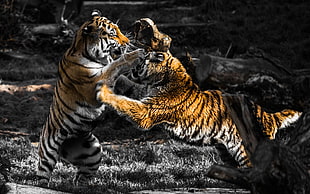 two tigers, animals, fighting, selective coloring, tiger HD wallpaper