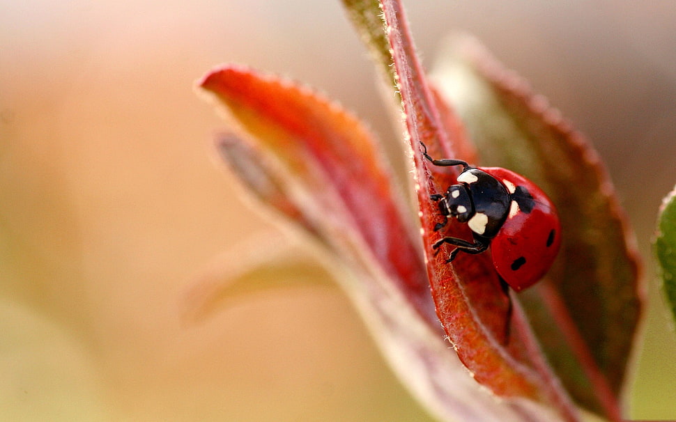 macro photography of red ladybug HD wallpaper